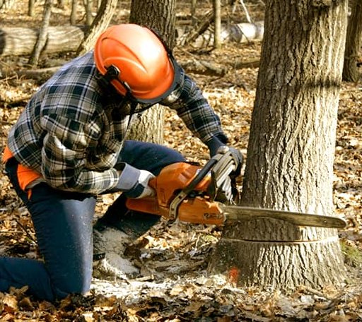 Tree Removal in New Athens, IL